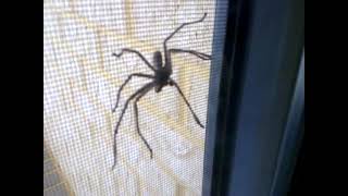 Huntsman Spiders Perth Western Australia [upl. by Couq]