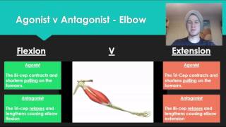 Anatomy 7  Agonist V Antagonist muscle pairs [upl. by Song35]