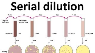 Serial dilution [upl. by Xylia]