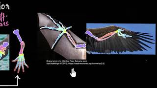 Homologous amp analogous structures  Heredity amp Evolution  Biology  Khan Academy [upl. by Hares836]