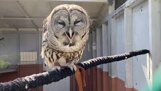 Barred Owl Ambassador hooting [upl. by Catherin]