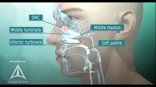 Tour of the Nasal Passage  3D animation [upl. by Arnon451]