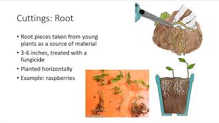 Asexual Plant Propagation [upl. by Towbin281]