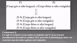 Le Dihybridisme cas des gènes indépendants [upl. by Tuinenga738]