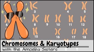 Chromosomes and Karyotypes [upl. by Gibbons]