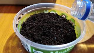 DIY Springtail culture [upl. by Circosta]