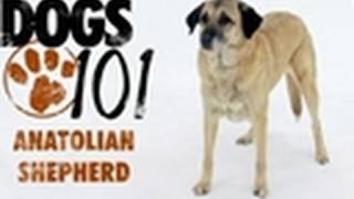 Dogs 101  Anatolian Shepherd [upl. by Eelloh419]