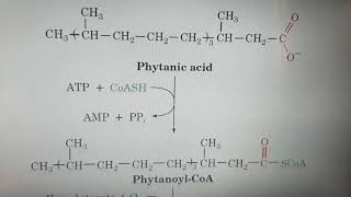 Alpha oxidation of Fatty acids [upl. by Meek15]