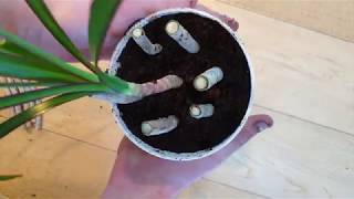 Growing Dracaena Cuttings [upl. by Sink]