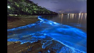 A GlowInTheDark Beach In The Maldives [upl. by Kamat1]