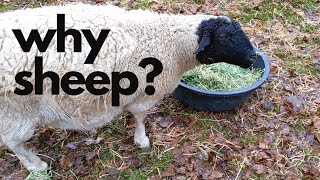 6 Reasons to Add Sheep to Your Homestead especially for firsttimers [upl. by Sholley512]