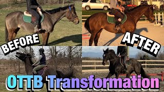 OTTB Transformation Retraining Two Racehorses [upl. by Aenad]