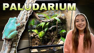 INCREDIBLE Tree Frog Paludarium Set Up [upl. by Alphonse]