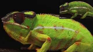 Science Today Chameleon Color Change  California Academy of Sciences [upl. by Newfeld]