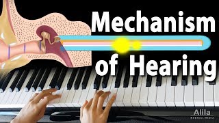 Mechanism of Hearing Animation [upl. by Anilegna587]