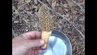 Making a Yellow Morel slurry to grow morels Ep 205 [upl. by Carrie]