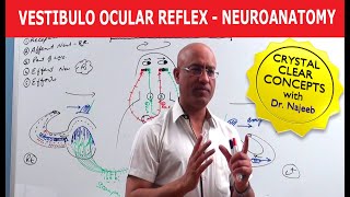 Vestibulo Ocular Reflex  Neuroanatomy [upl. by Columbyne]