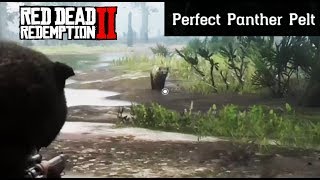 Where To Find A Panther  Red Dead Redemption 2 Perfect Pelt Location Guide RDR2 [upl. by Teerpnam683]