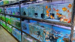 Aqua Planet Aquarium Fish Shop [upl. by Jacobina]