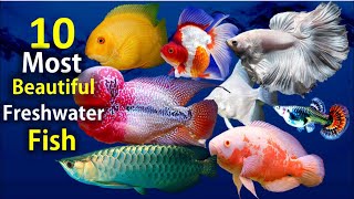 10 Most Beautiful Freshwater Fish for Aquarium [upl. by Koressa]