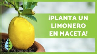 CUIDADOS de un LIMONERO en MACETA 🍋🌳 ¡Riego sustrato poda y más [upl. by Einnek]