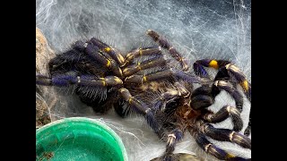 How Does A Tarantula Moult [upl. by Euqinimod]