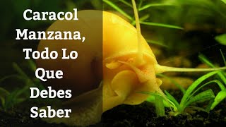 🔵 Caracol Manzanatodo lo que debes SaberPomacea Bridgesii Acuarios MB [upl. by Imefulo]