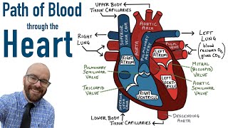 Path of Blood Flow through the Heart  Step by step through every chamber valve and major vessel [upl. by Milicent]