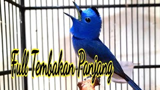 Burung Kehicap Ranting Gacor Ngerol Panjang [upl. by Howes]