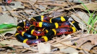 Coral Snake Vs Milksnake [upl. by Schwartz]