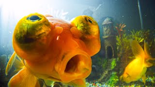 How Do Goldfish Flirt  Pets Wild At Heart  BBC Earth [upl. by Oecile]