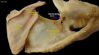 Osteology of the scapula [upl. by Alberta]