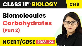 Carbohydrates Class 11 Biology  Biomolecules Carbohydrates  Class 11 Biology Part 2 [upl. by Anwahsiek]