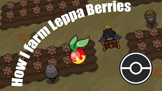 LEPPA BERRY FARM in PokeMMO [upl. by Sheedy]