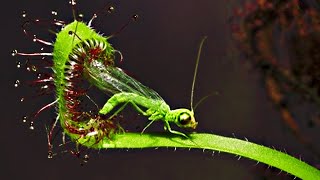 Top 20 Carnivorous Plants That Eat Animals [upl. by Liagiba]