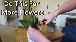 How to get your Phalaenopsis orchids to flower again [upl. by Kathlene680]