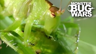 Balloon Winged Katydid Vs Tree Centipede  MONSTER BUG WARS [upl. by Notluf]