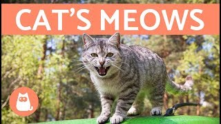 Cats Meows and What They Mean [upl. by Revert612]