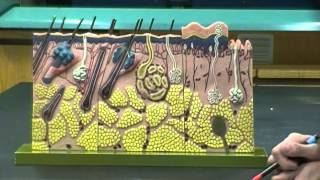 Integumentary System Anatomy and Physiology I Lab [upl. by Leuqcar]