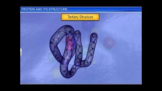 CBSE Class 11 Biology  Protein and its Structure  By Shiksha House [upl. by Delaine]