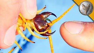 BITTEN by a GIANT DESERT CENTIPEDE [upl. by Lotsirb]