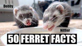 50 AMAZING FERRET FACTS [upl. by Zindman]