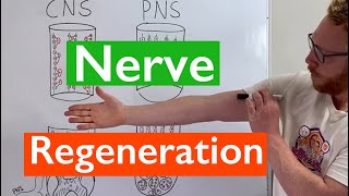 Nerve Regeneration  Spinal Cord vs Peripheral Nerves [upl. by Monney]