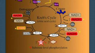 Cellular Respiration Part 2 The Krebs Cycle [upl. by Theola872]