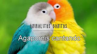 AGAPORNIS Cantando 😍ESTIMULA el CANTO 🔑💯 [upl. by Chellman]