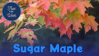 Tree of the Week Sugar Maple [upl. by Findley567]