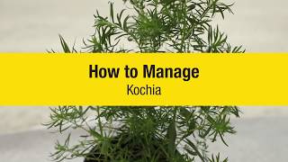 How It’s Done Identify and Manage Kochia [upl. by Nydroj]