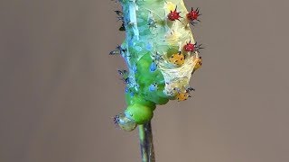 Cecropia Moth Caterpillar Molting Hyalophora cecropia [upl. by Dowd]