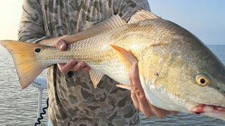 Pamlico Sound Fishing NON STOP ACTION [upl. by Asus]