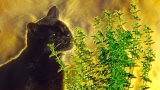 What Happens When Cats Have Catnip  Pets Wild At Heart  BBC Earth [upl. by Ratha470]